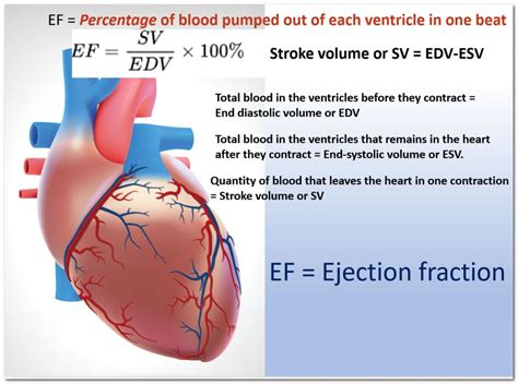 what is a normal echo lvef|heart ejection fraction normal range.